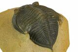 Zlichovaspis Trilobite - Atchana, Morocco #137282-5